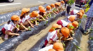 芋の栽培 食育